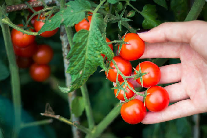 Cherry Tomato (250gm)